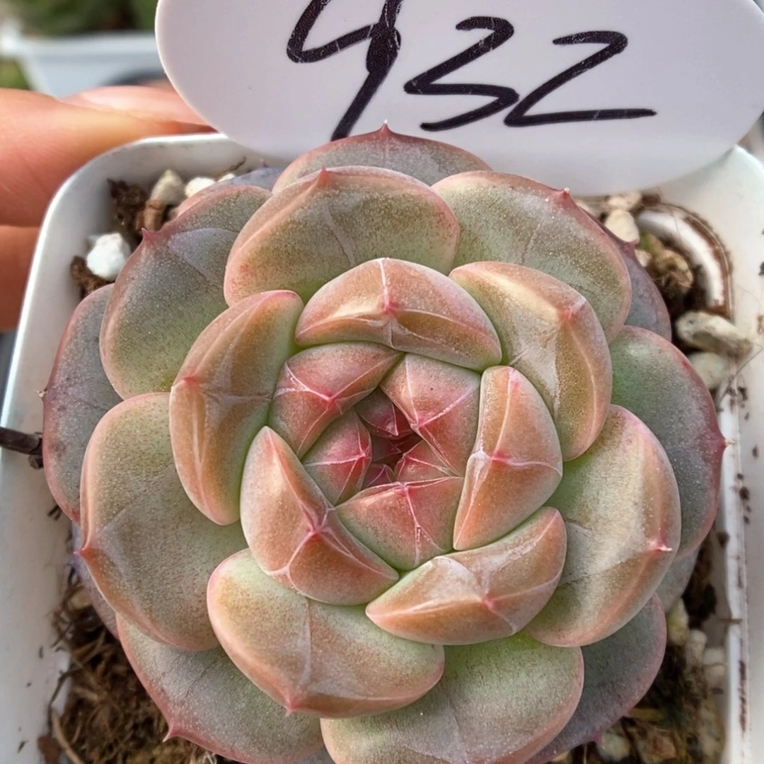 梦岚可拍932号。