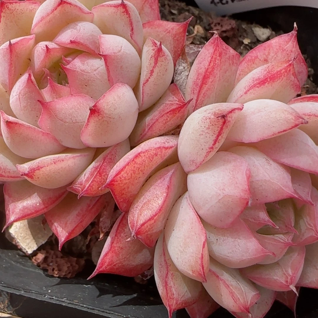 花语逸镜0206-263