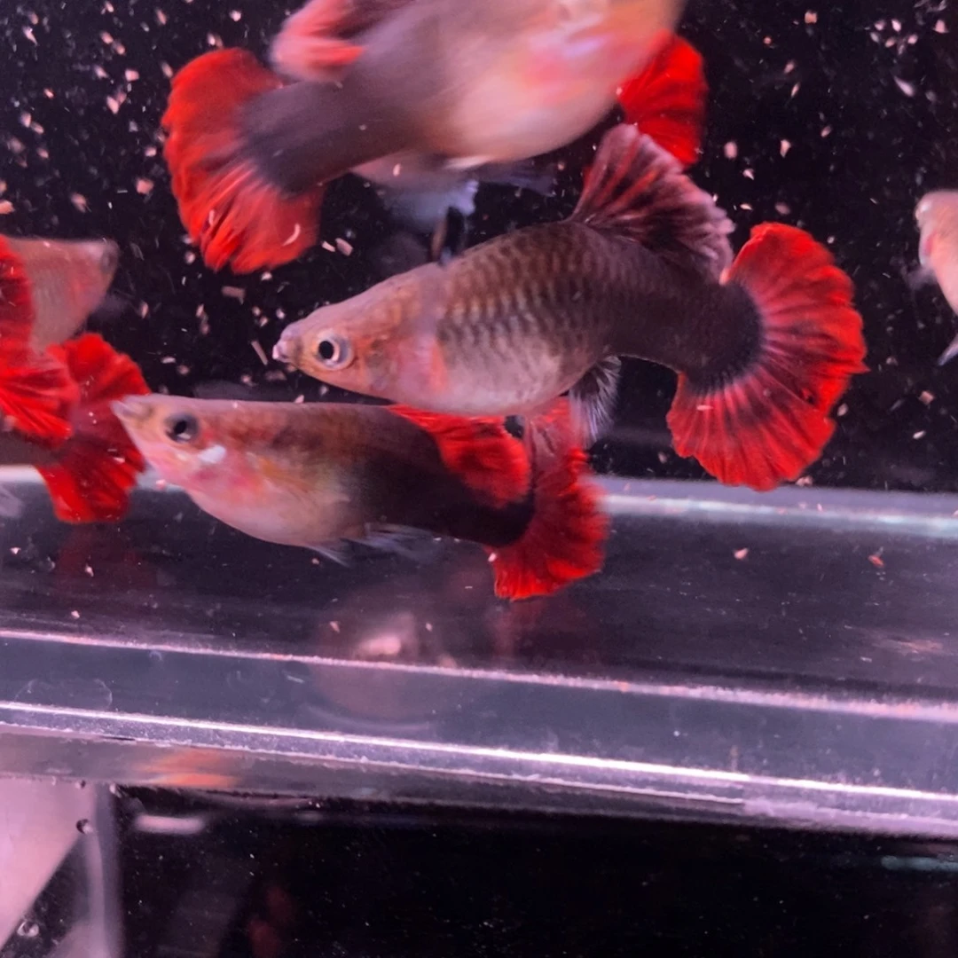孔雀鱼菊花帆一缸
