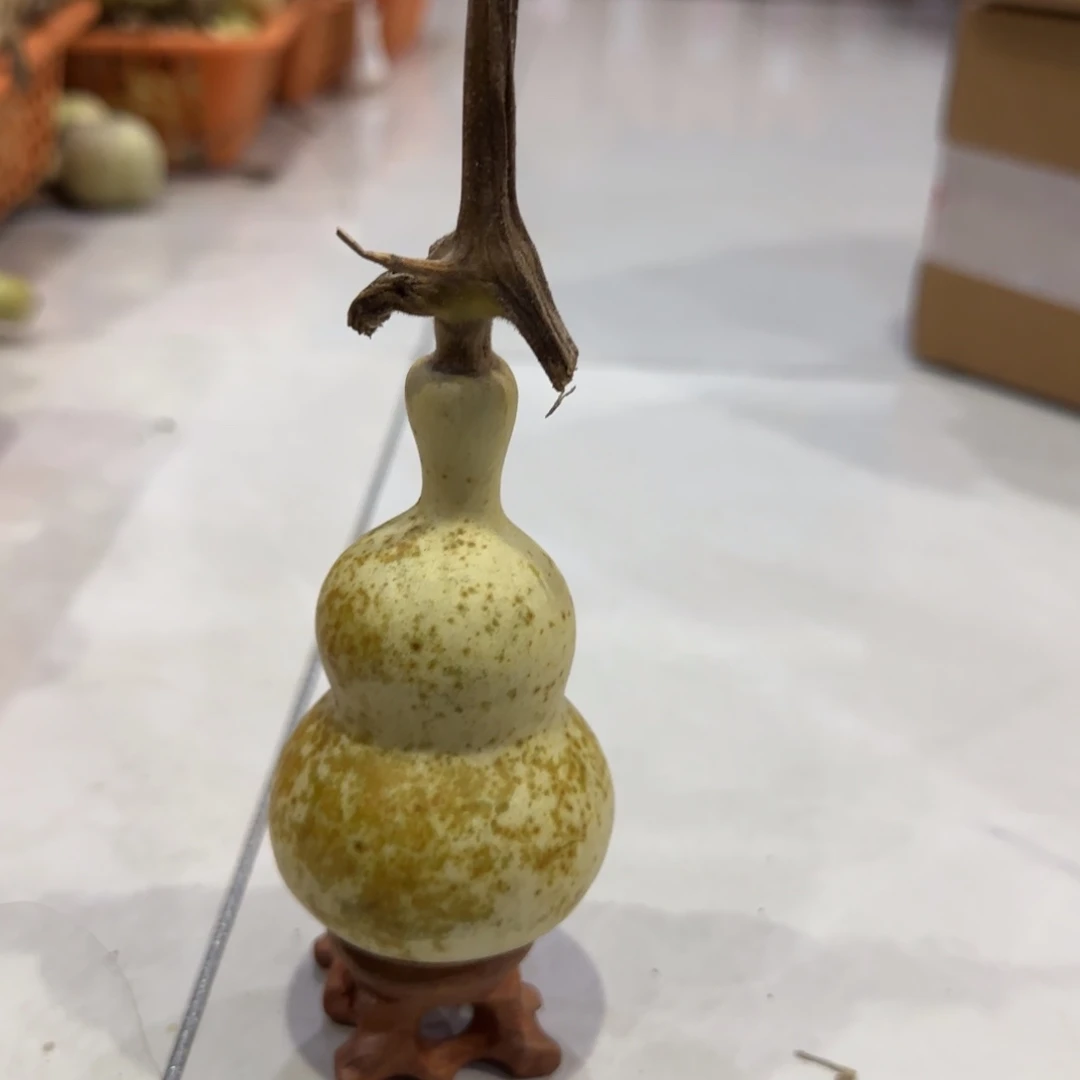 青皮不包成，，，，，，，，，，，。，