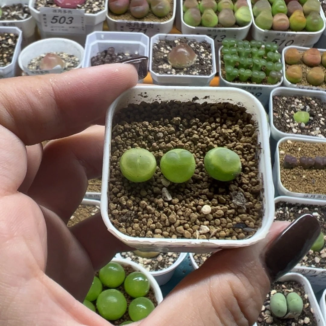 790拉登三颗裸根发货