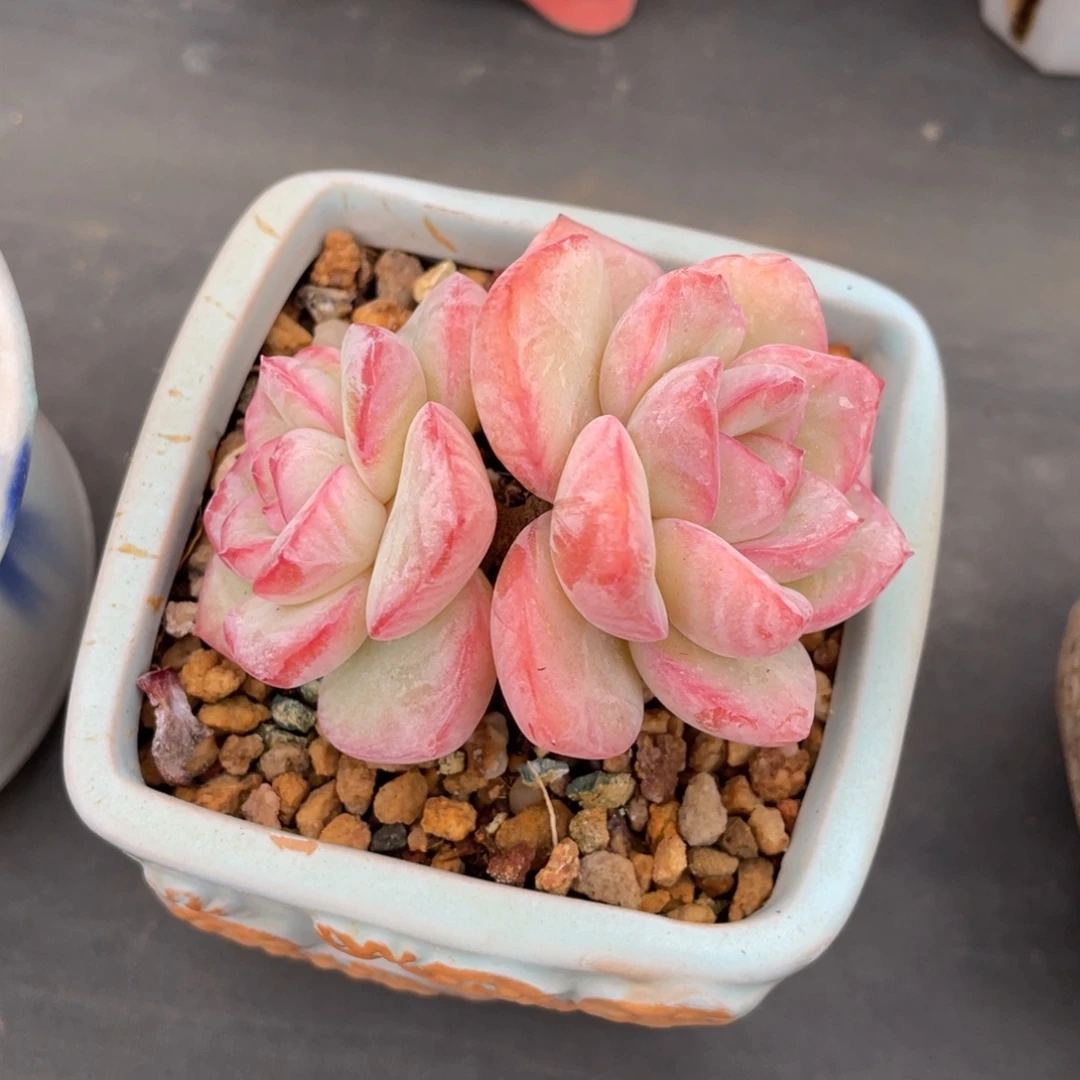 丸叶草莓泡芙老桩