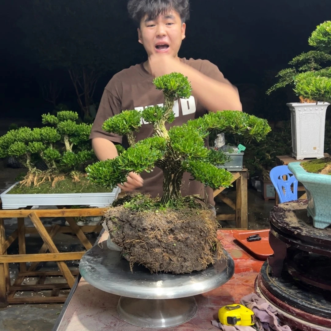 小***呱无花朵广东皱皮雀舌黄杨