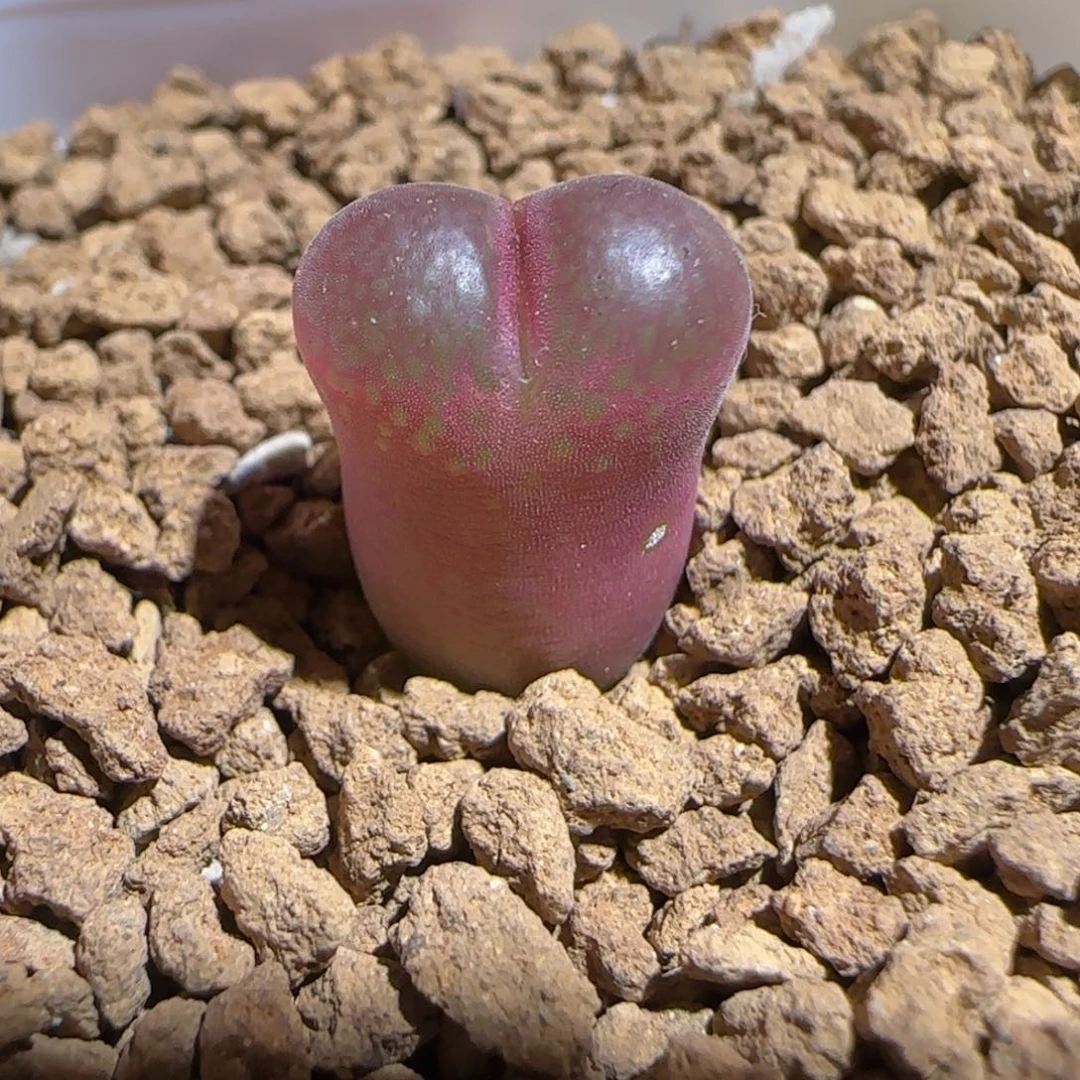 肉锥多肉植物组合-恩东1400