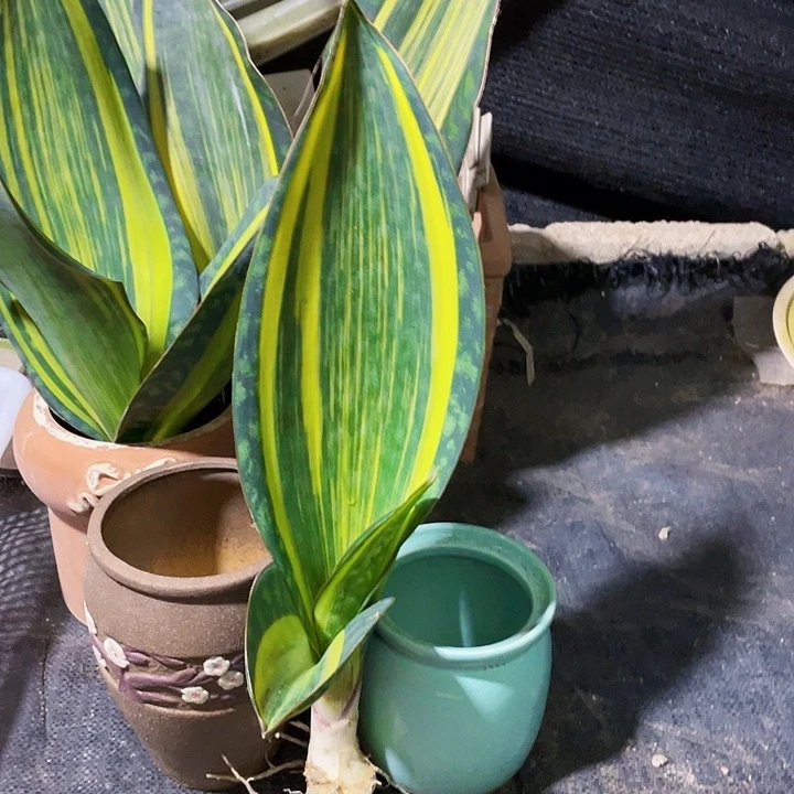 完全开放宝镜虎皮兰38cm