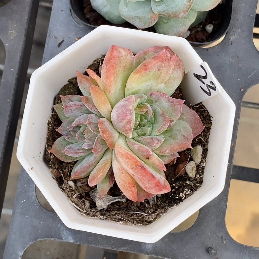 糖心石化30包邮非偏远