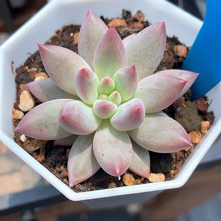 多肉植物虞美人860