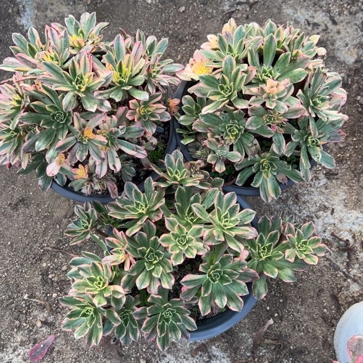 甜茶三颗组量多肉植物