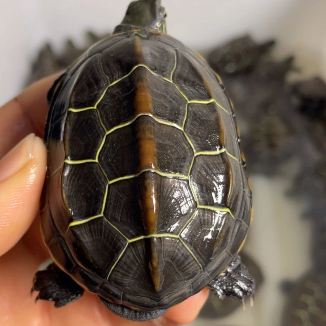 苏北金线冷水草龟