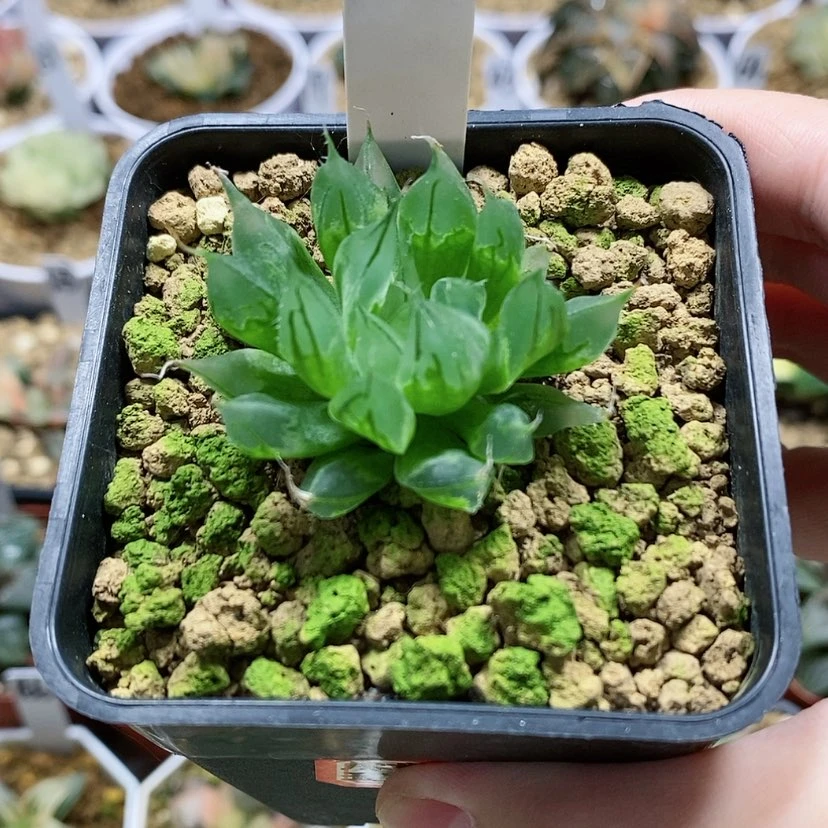 【闪购商品】38原始针管玉露