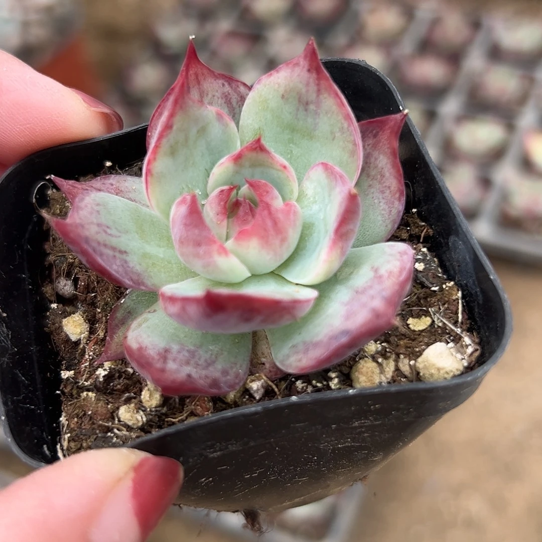 多肉植物惊鸿仙子