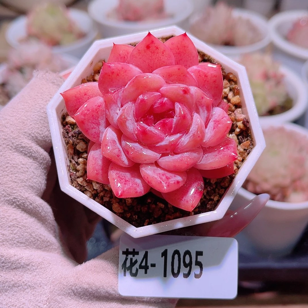 花利美4-1095精选糖心