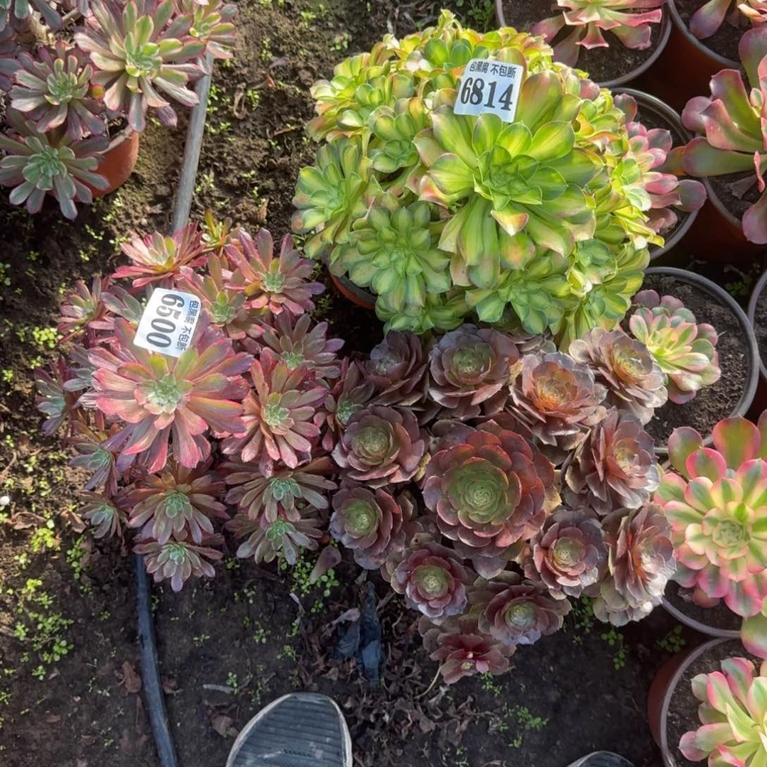 紫霞 韶华炽焰莲 6500 19-13