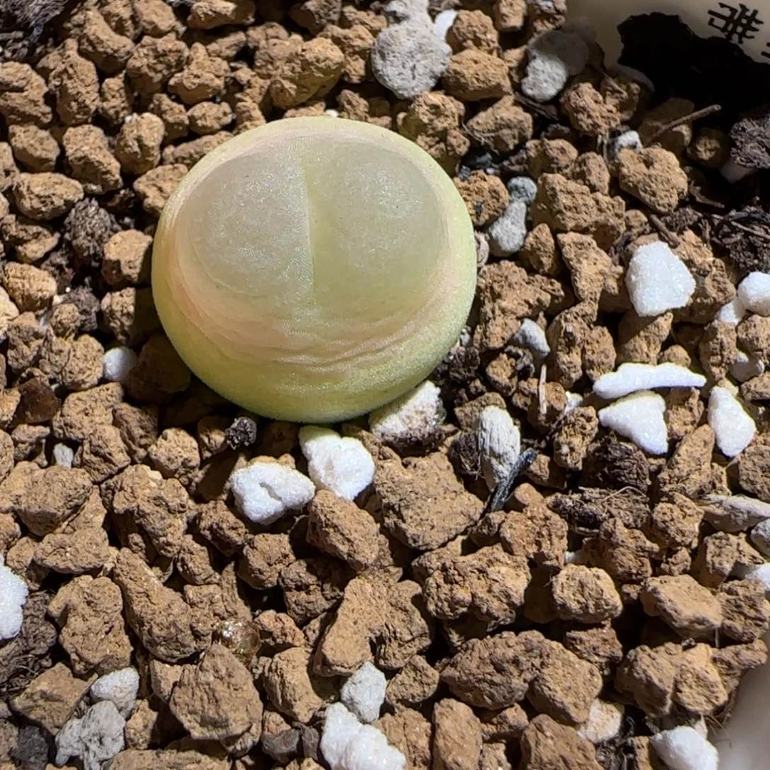 肉锥多肉植物组合-sh1200拉登1780