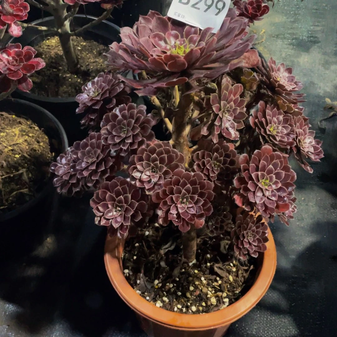 思***忆黑桐胡多肉植物29900