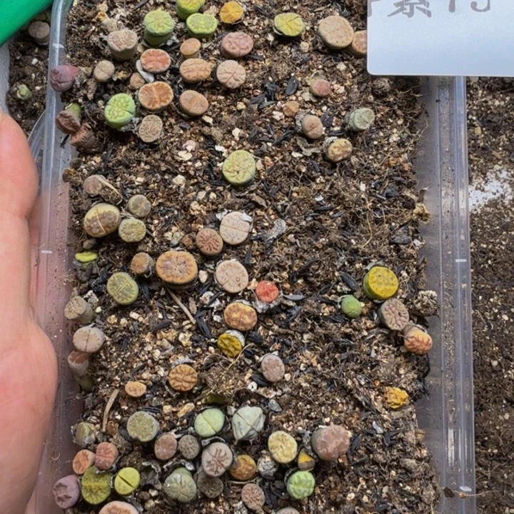 多肉植物的生长紫75