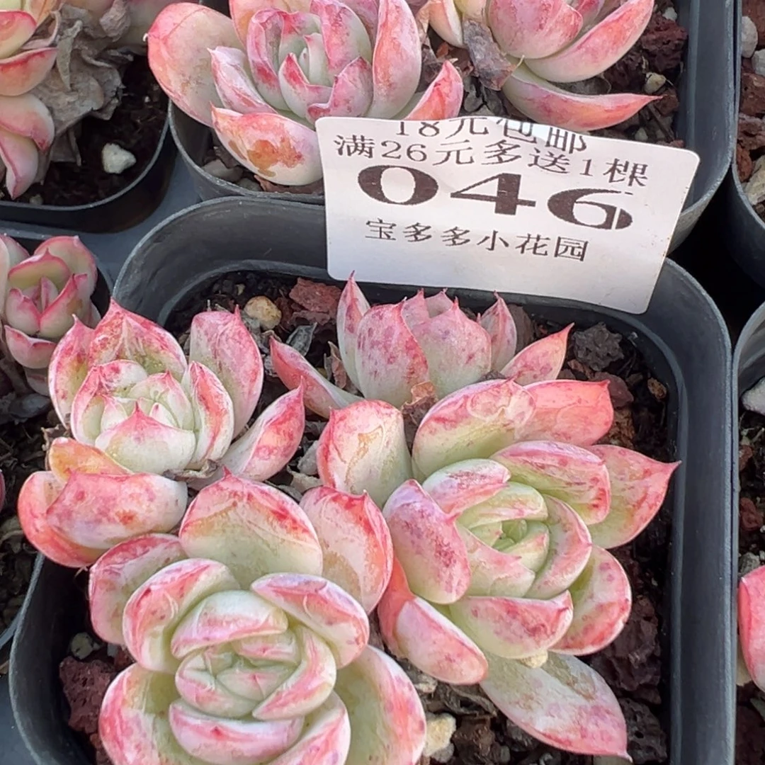 四头洛樱群一物一拍满18包邮满26送一颗多肉