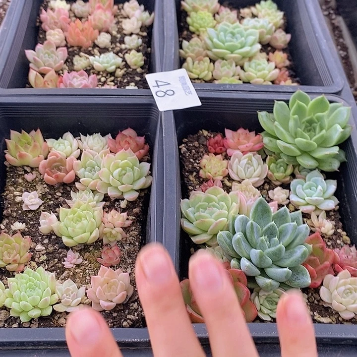 48 多肉植物盆栽花卉