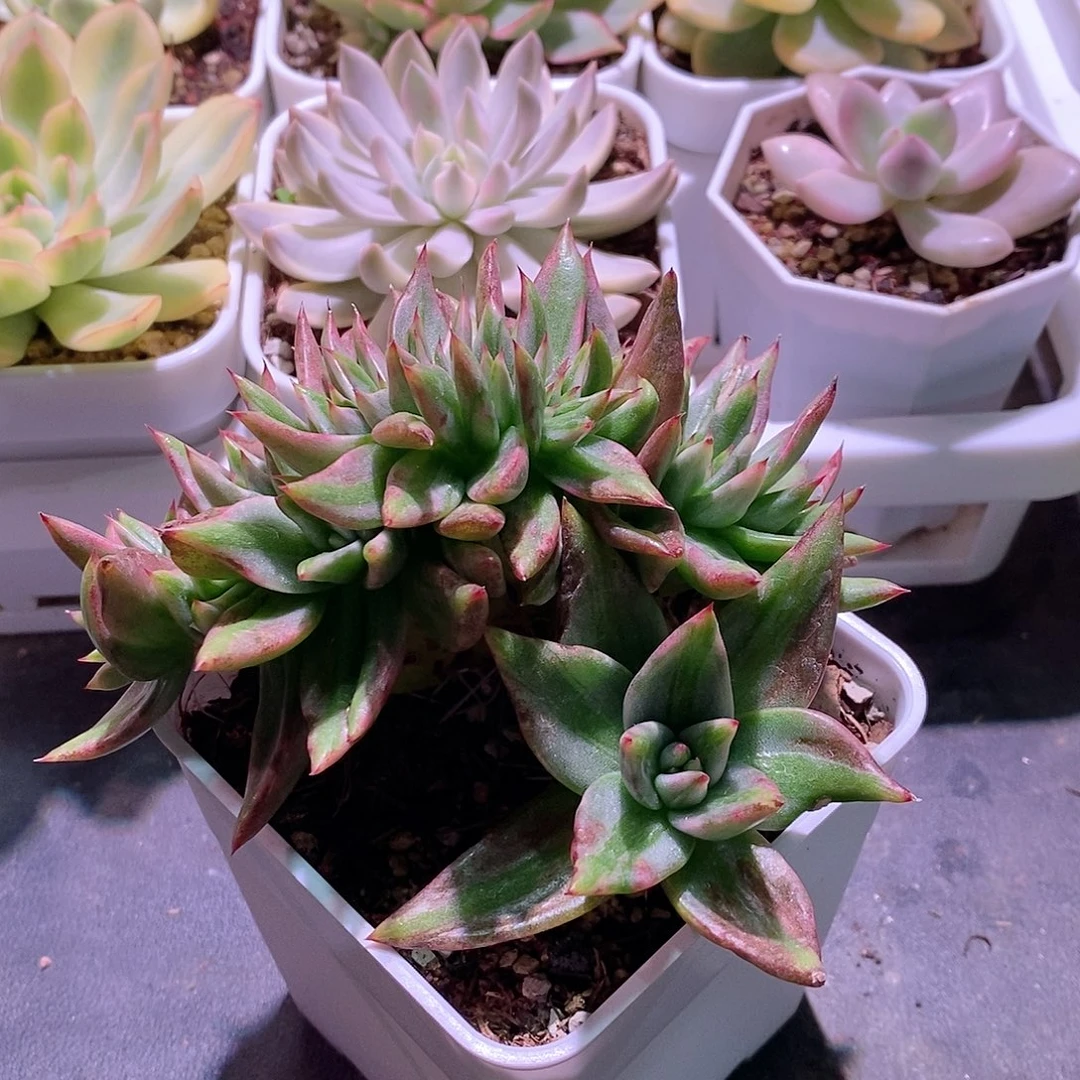 多肉植物老桩锦默认瑕疵款