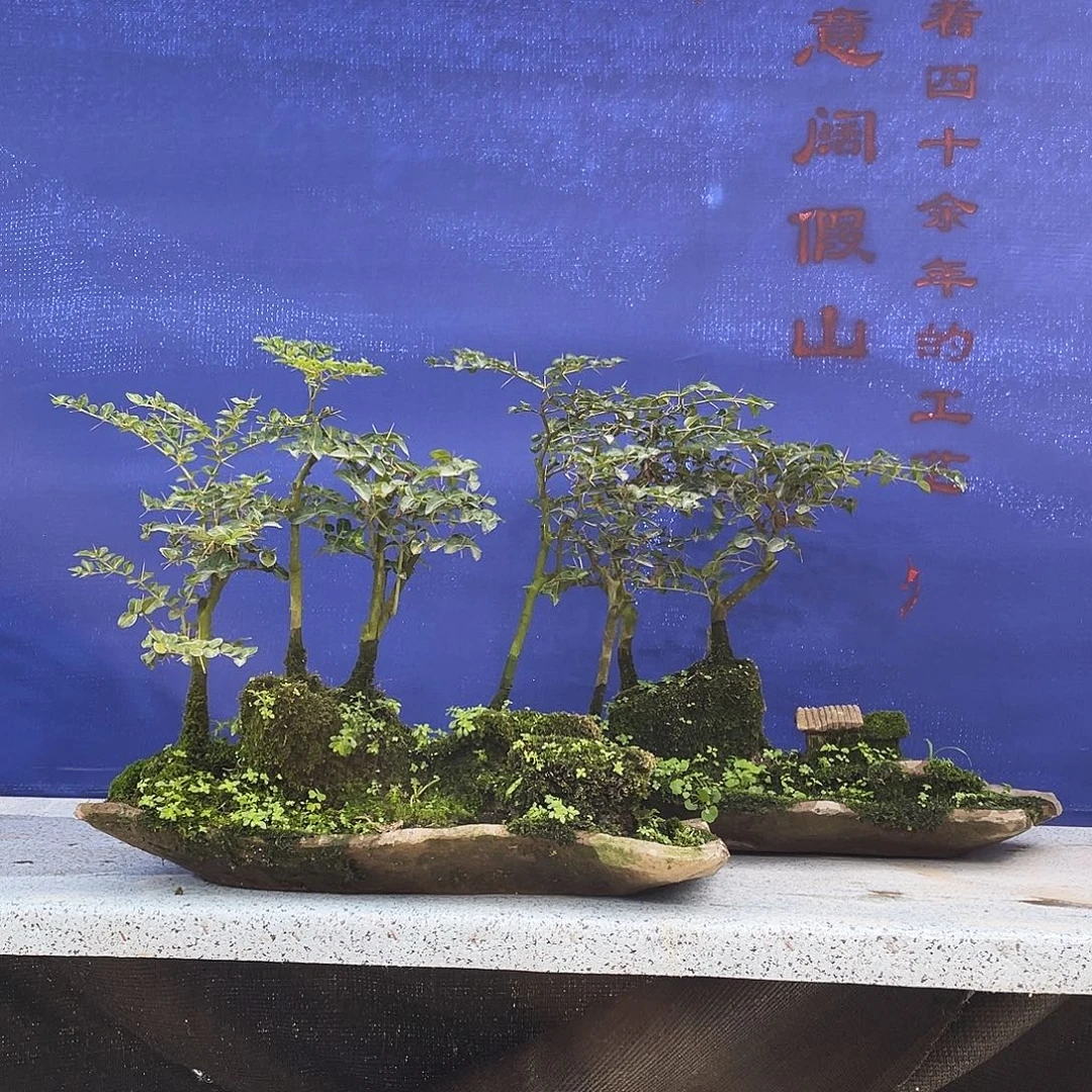 好***”当前无花栽培后可以开花