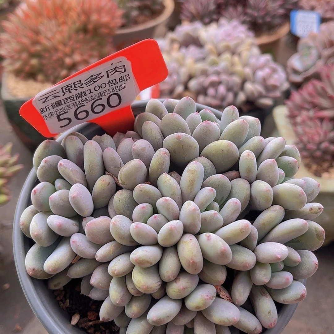 5660香香雪多肉植物