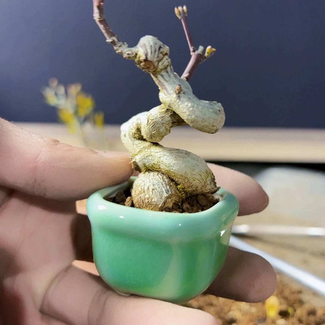 盆景盆景1111111111