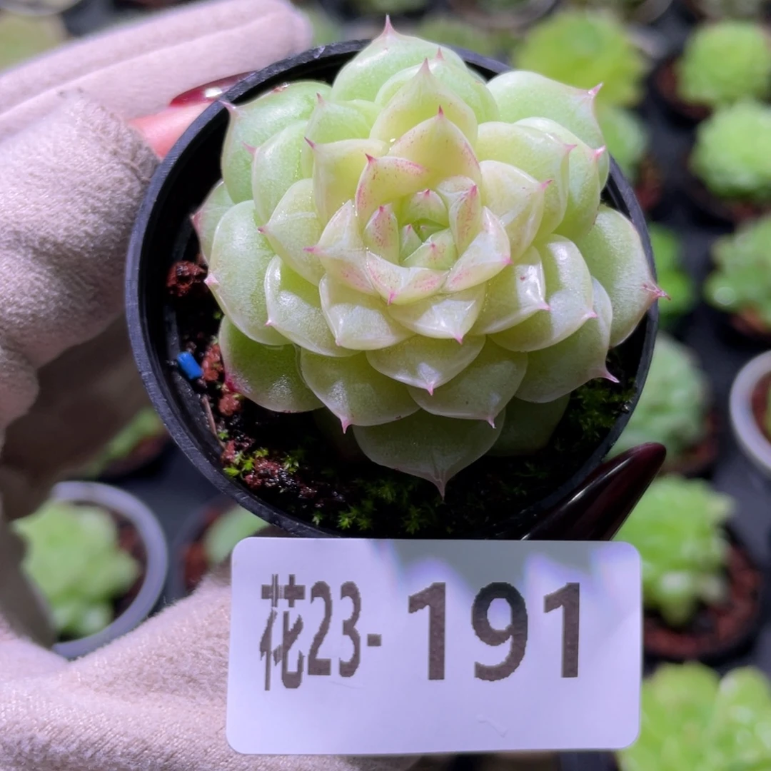 花利美23-191麦秆