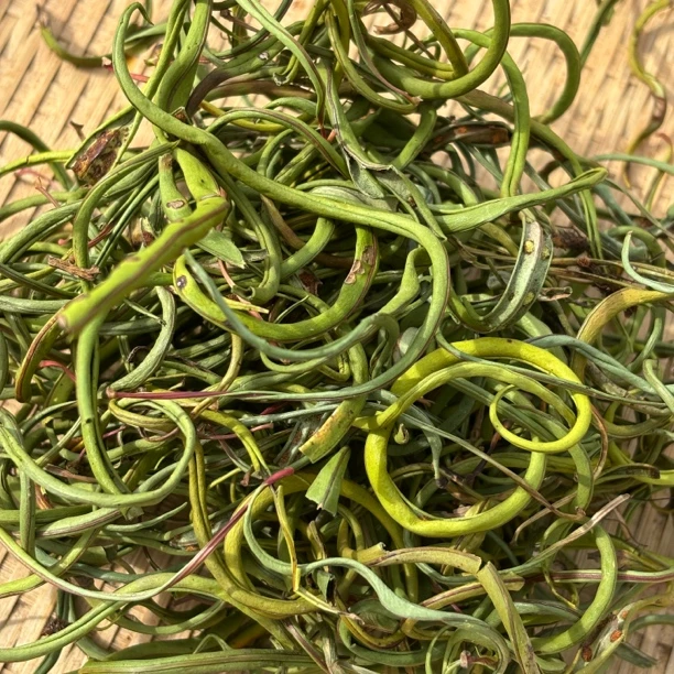【陈博士高山现收】云滇 正宗小叶黄金化-石-草肾精茶