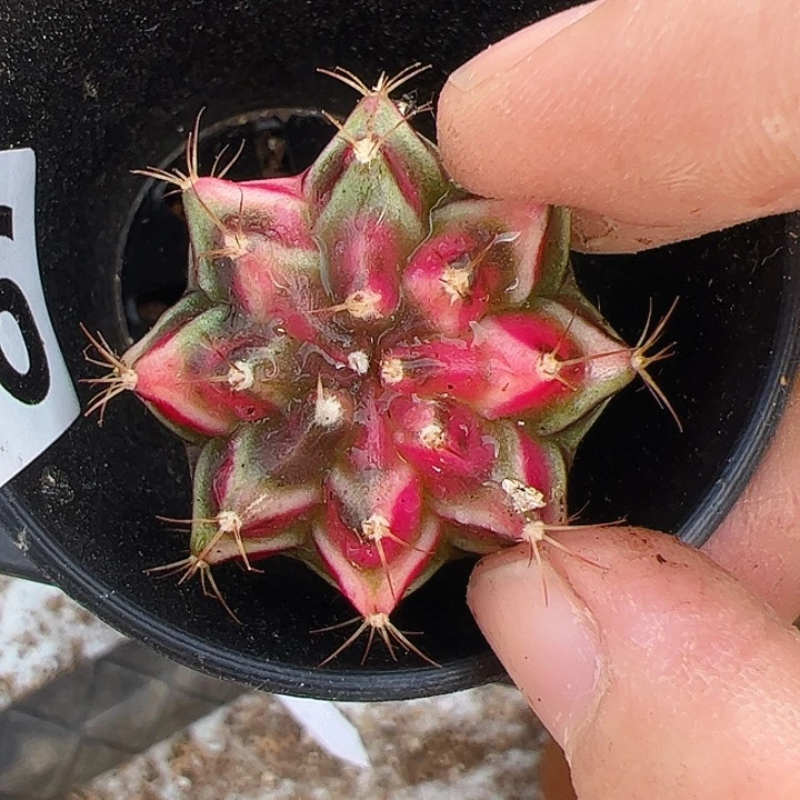 汇***浦当前无花栽培后可以开花561