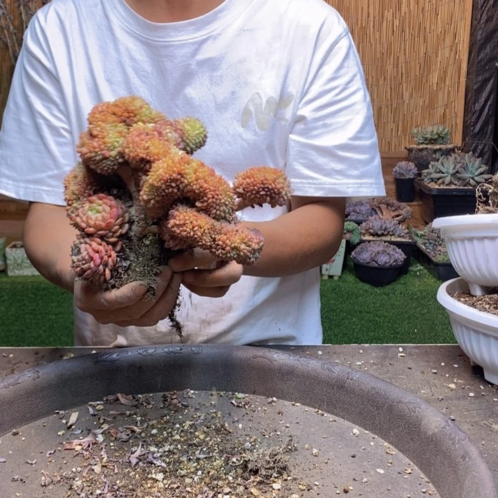 @***喵43号白胖子多肉植物