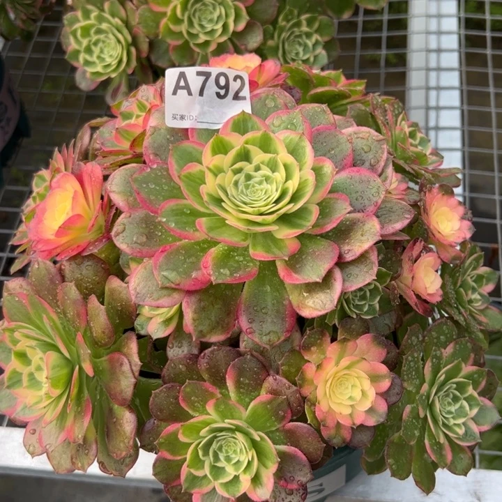 792海鲜25厘米左右