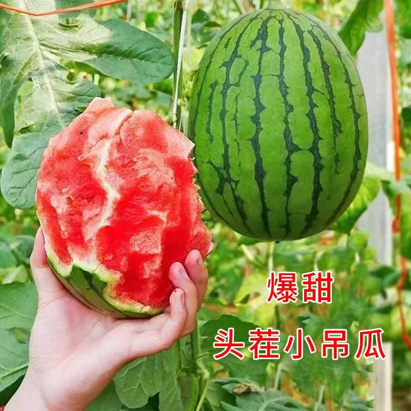 【一藤一瓜 头茬现发】韩寺头茬爆甜手撕小吊瓜小西瓜 非地爬瓜1-5.5斤新鲜河南省