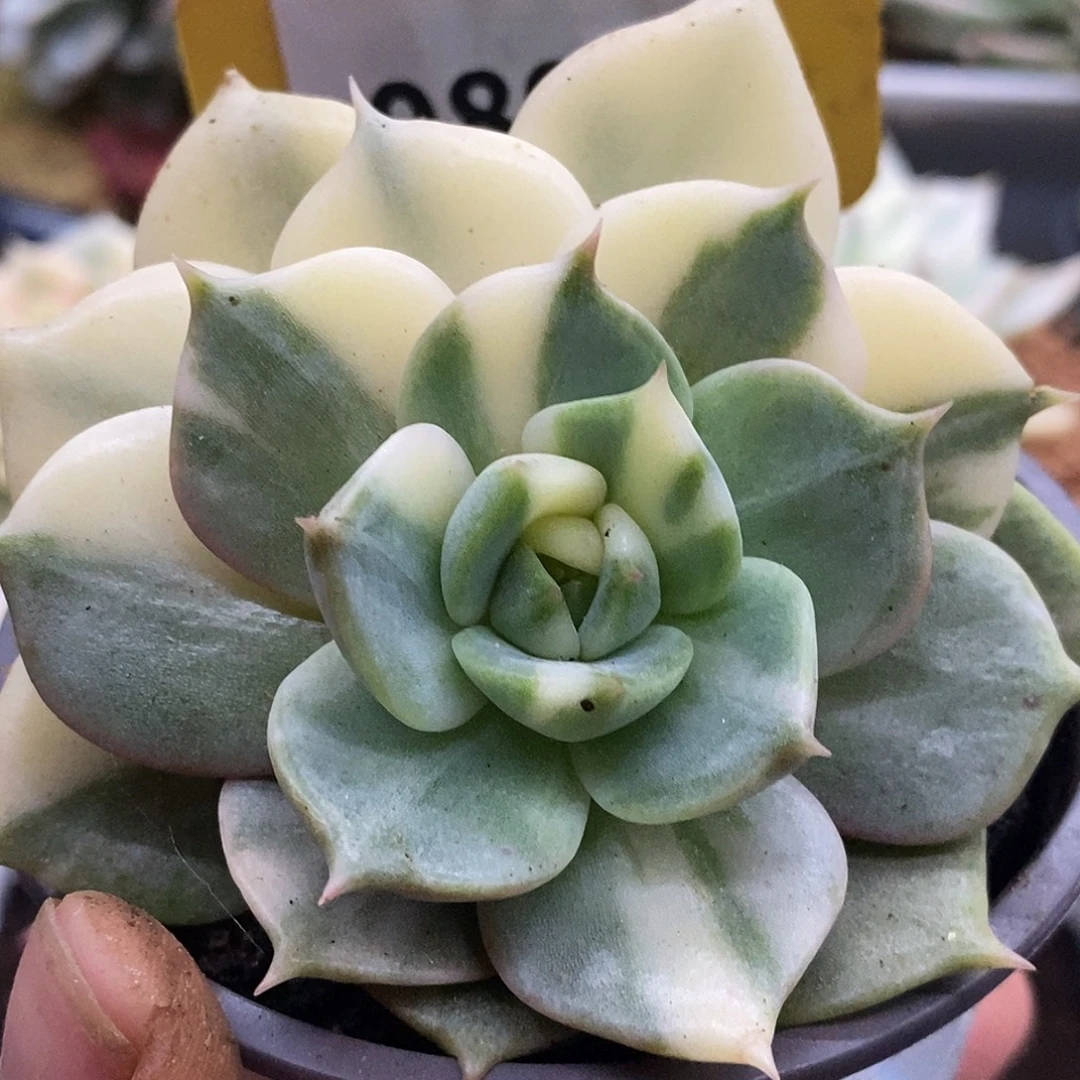 898花脸贝加尔湖哈哈哈哈
