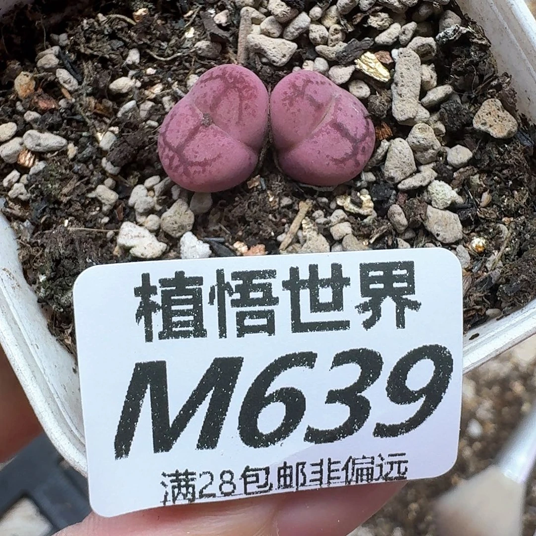 多肉植物的润泽地fg
