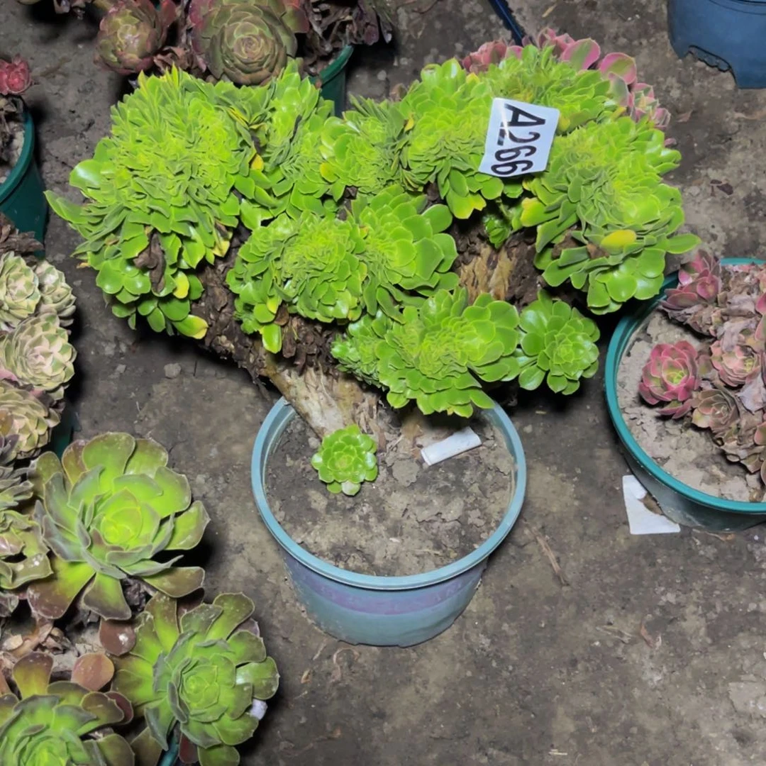 绿杨蓉28-56包邮法师