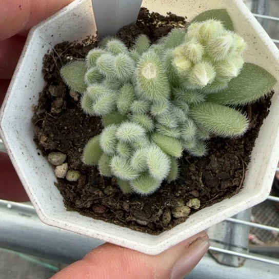 78 一物一拍多肉