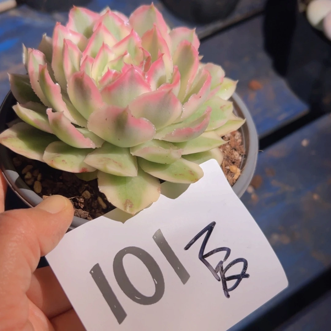 ?****?101、表现不错吧女女
