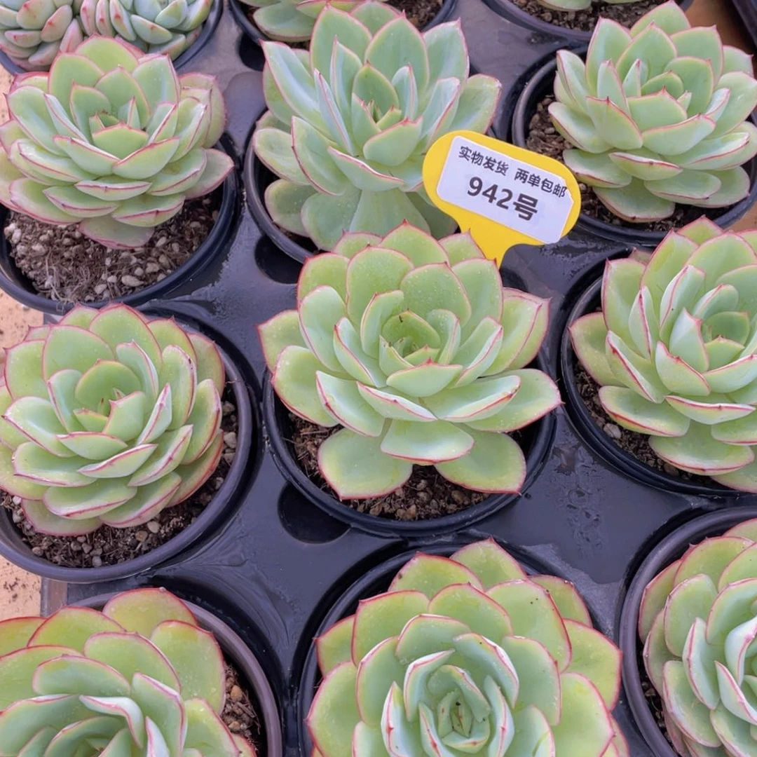 942号 老桩牡丹亭单头一个