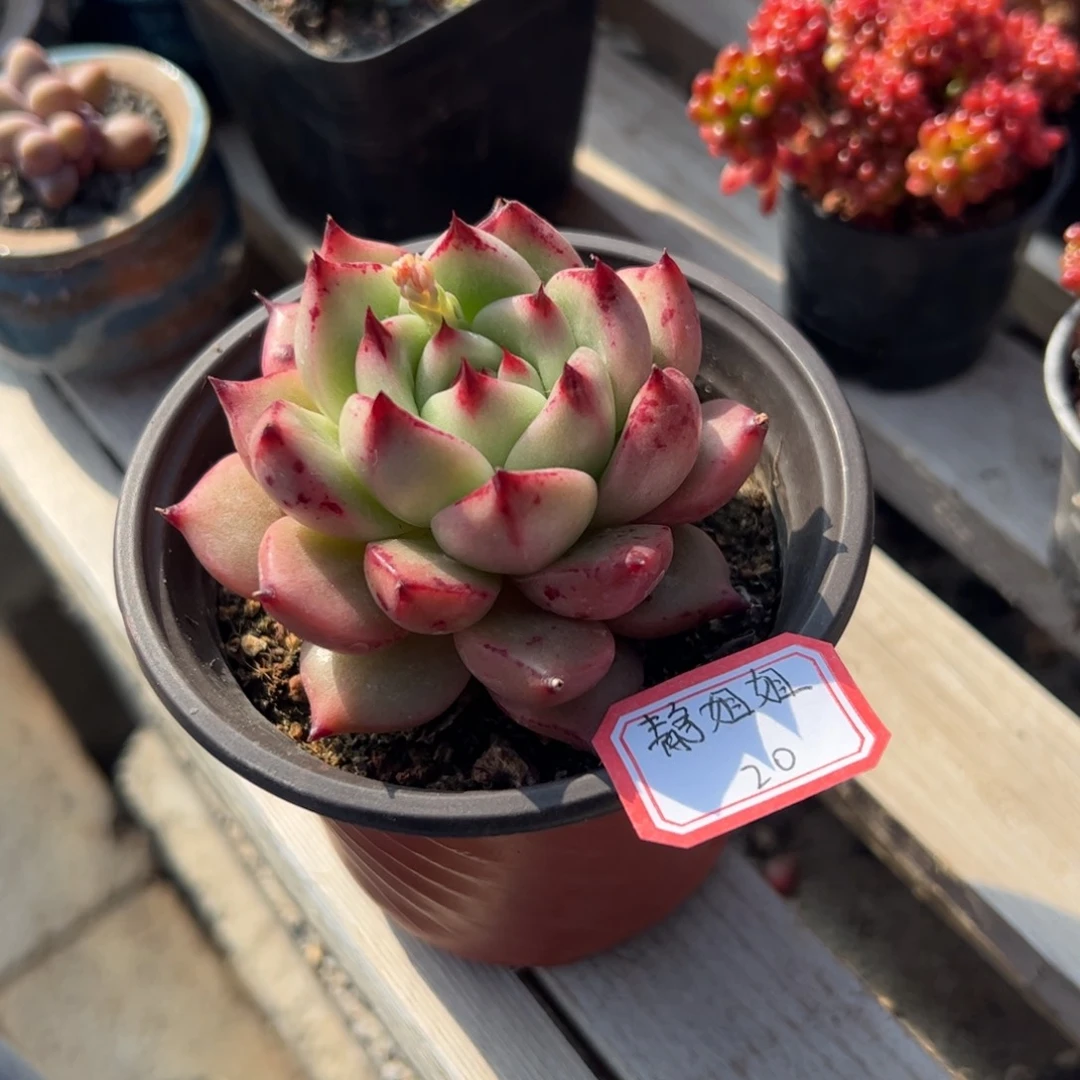多肉植物多肉植物