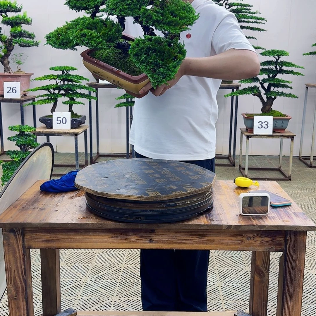 无花朵柏树造型盆景