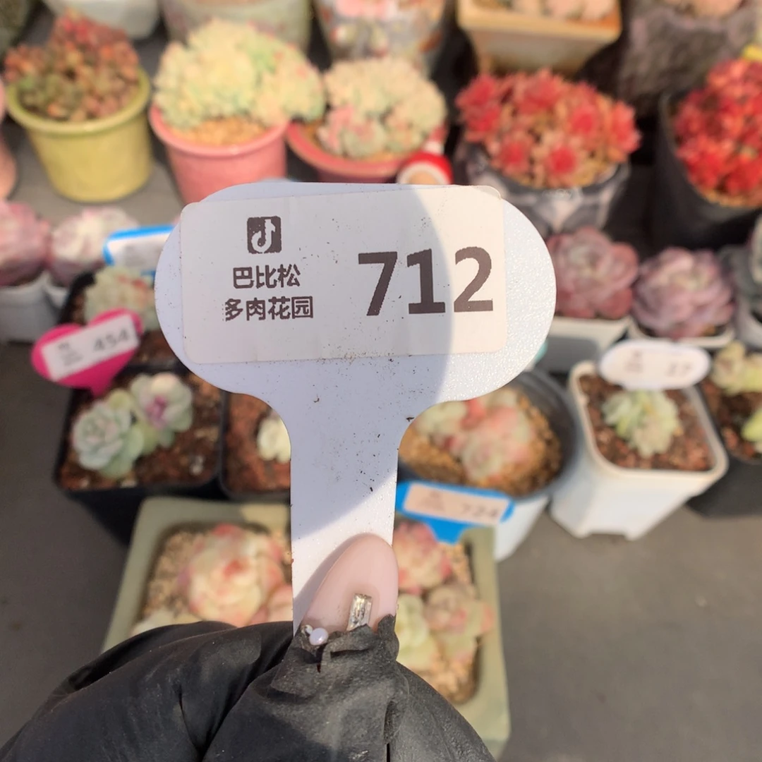 712 冰玉石化多肉