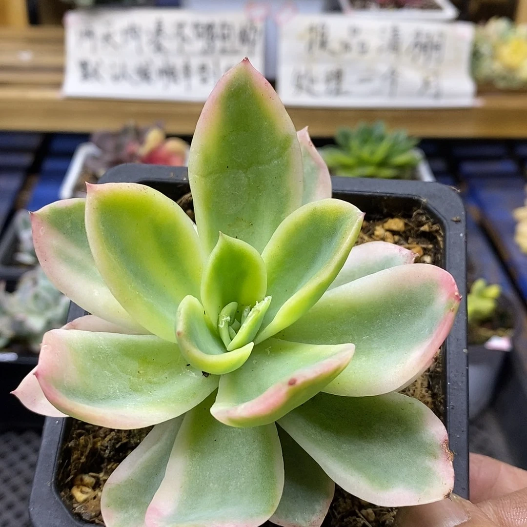 28107 金辉锦多肉