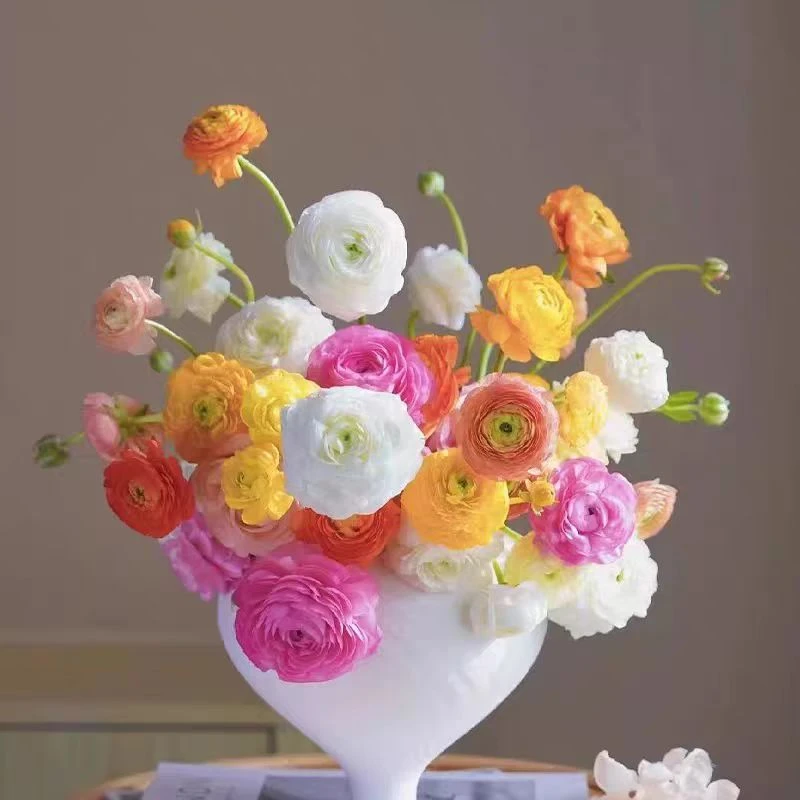 胖胖专属链接 洋牡丹 鲜切花