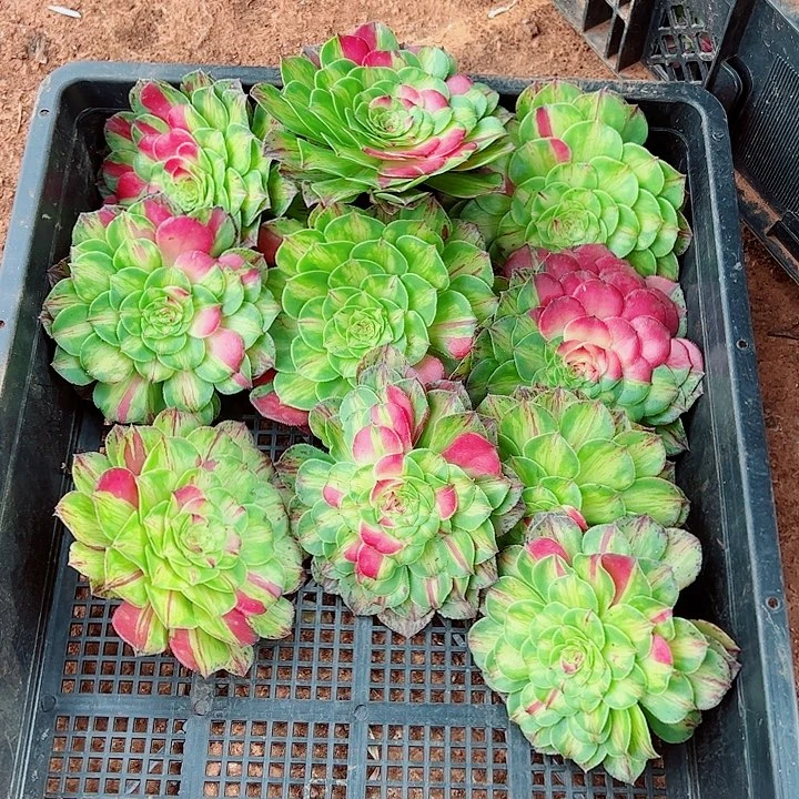 知否主头多肉植物