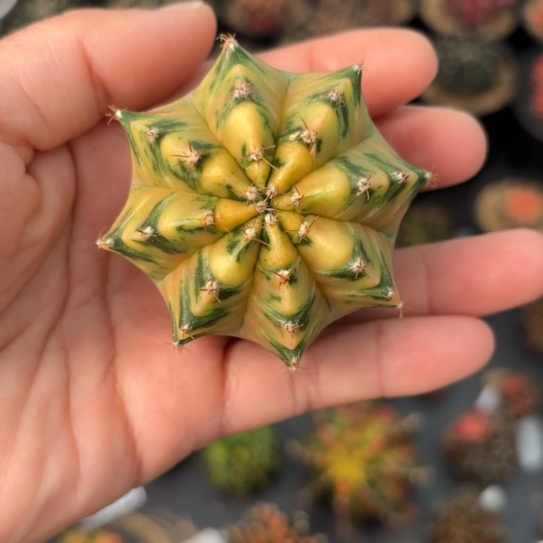 泰系实生米哈仙人球85号