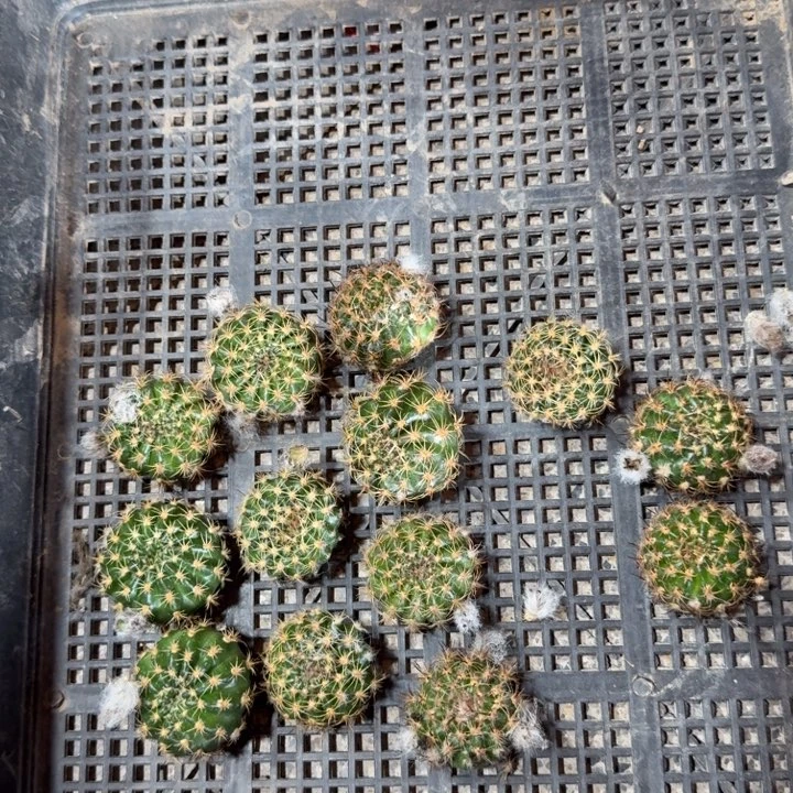 233无名丽花歪3公分左右无根侧牙，20包邮