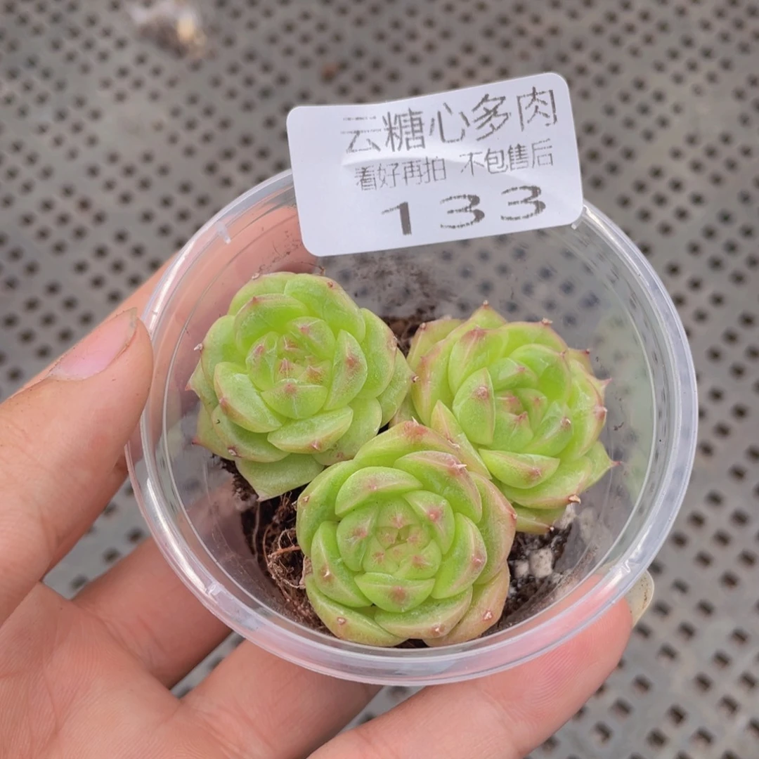 云糖心多肉植物133