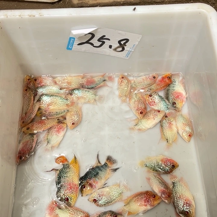 罗汉鱼25.8////////1条