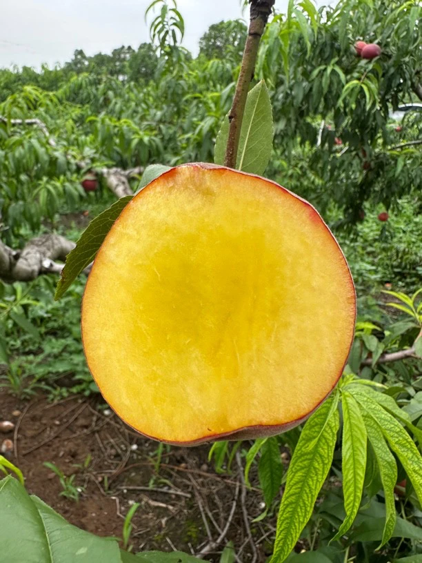 杨村姑助农黄金蜜2号黄桃红黄皮黄肉香甜