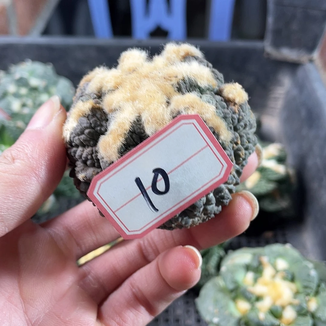 10号无根战斗龟甲